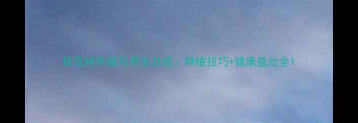 图片 桂花树养殖与养生功效：种植技巧+健康益处全1