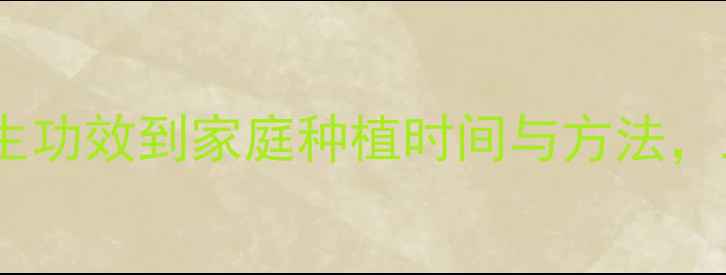 图片 百合种植全流程：从养生功效到家庭种植时间与方法，助你轻松收获健康之花2