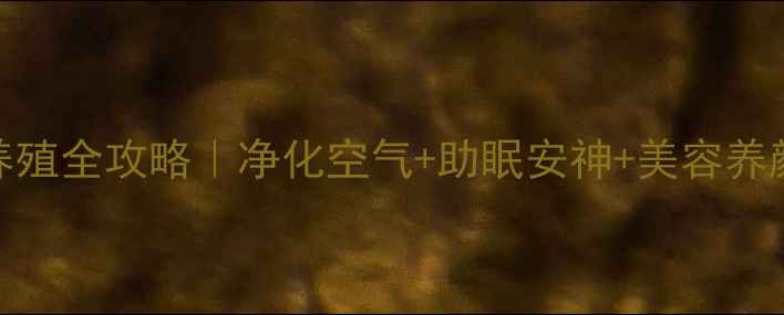 图片 铁兰凤梨花养生功效+居家养殖全攻略｜净化空气+助眠安神+美容养颜的绿植界的“天然SPA师”