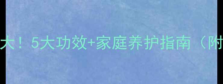 图片 🌱铁树养生大！5大功效+家庭养护指南（附使用禁忌）